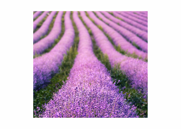 Olio essenziale di LAVANDA 100% puro